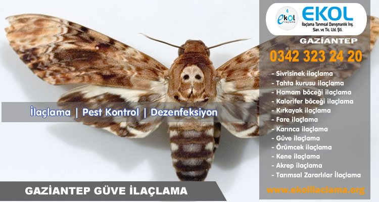 Gaziantep Güve İlaçlama