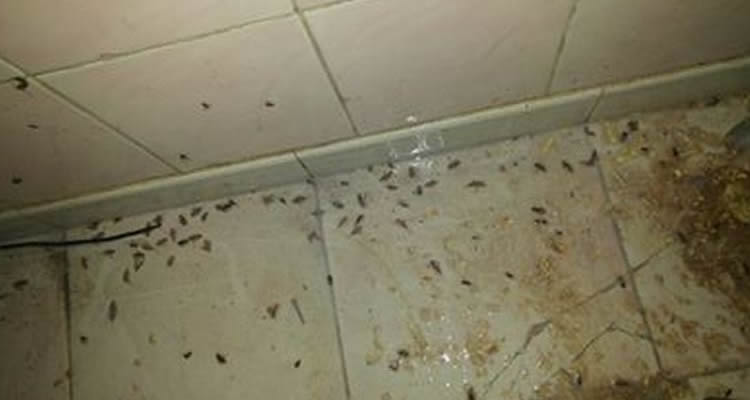 Gaziantep Ev - Konut İlaçlama